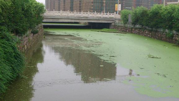 氨氮、磷超标造成河流水体富营养 氨氮、磷超标造成河流水体富营养