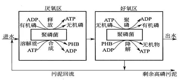 生物除磷的原理 生物除磷的原理